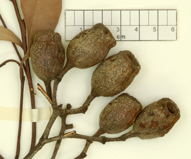 APII jpeg image of Corymbia hendersonii  © contact APII