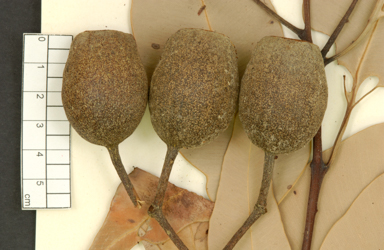 APII jpeg image of Corymbia ptychocarpa subsp. aptycha  © contact APII