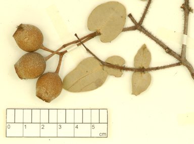 APII jpeg image of Corymbia setosa subsp. pedicellaris  © contact APII