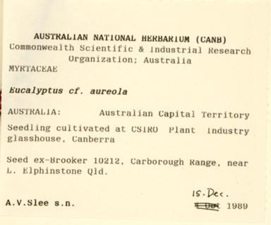 APII jpeg image of Eucalyptus punctata  © contact APII