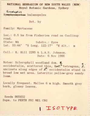 APII jpeg image of Eucalyptus balanopelex  © contact APII