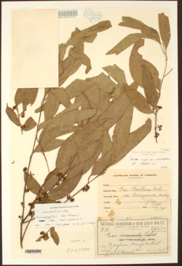 APII jpeg image of Eucalyptus viminalis / nobilis  © contact APII