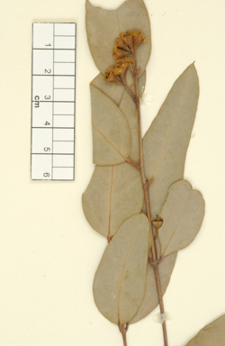 APII jpeg image of Eucalyptus bipileata  © contact APII