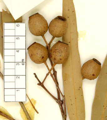 APII jpeg image of Corymbia erythrophloia  © contact APII