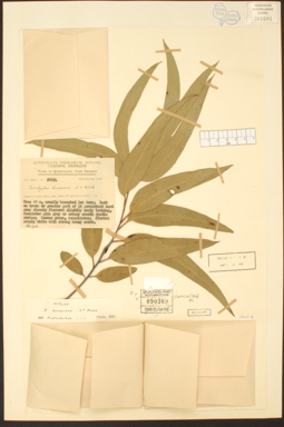 APII jpeg image of Eucalyptus loxophleba subsp. lissophloia  © contact APII