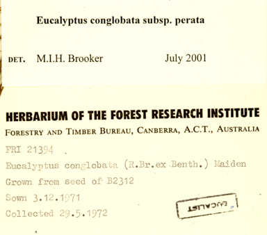 APII jpeg image of Eucalyptus conglobata subsp. perata  © contact APII