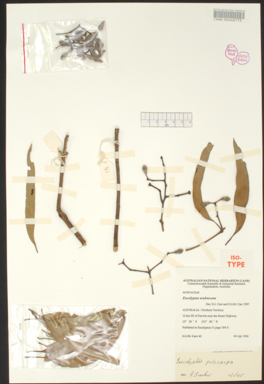APII jpeg image of Eucalyptus polycarpa  © contact APII