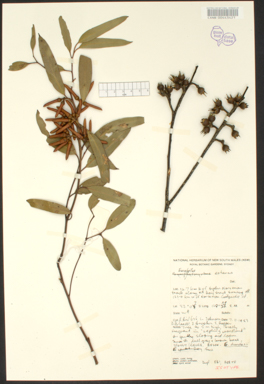 APII jpeg image of Eucalyptus extensa,<br/>Eucalyptus foliosa  © contact APII