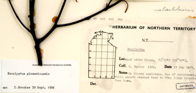 APII jpeg image of Eucalyptus glomericassis  © contact APII