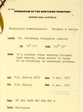 APII jpeg image of Eucalyptus kombolgiensis  © contact APII