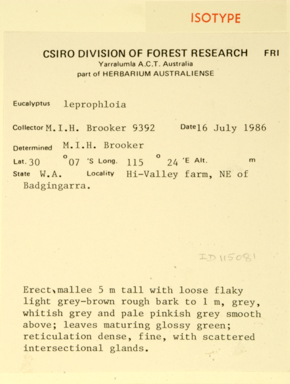 APII jpeg image of Eucalyptus leprophloia  © contact APII