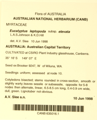 APII jpeg image of Eucalyptus leptopoda subsp. elevata  © contact APII