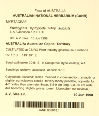 APII jpeg image of Eucalyptus leptopoda subsp. subluta  © contact APII