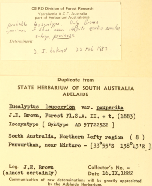 APII jpeg image of Eucalyptus leucoxylon subsp. pruinosa  © contact APII