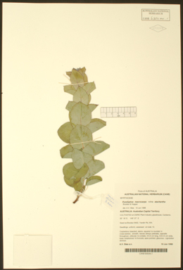 APII jpeg image of Eucalyptus macrocarpa subsp. elachantha  © contact APII