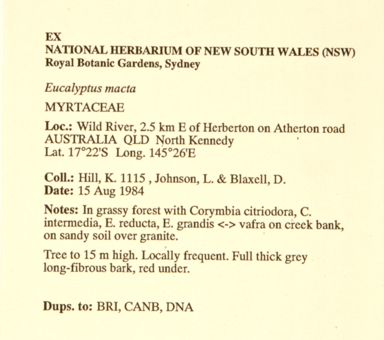 APII jpeg image of Eucalyptus resinifera subsp. resinifera  © contact APII