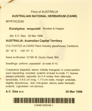 APII jpeg image of Eucalyptus mcquoidii  © contact APII