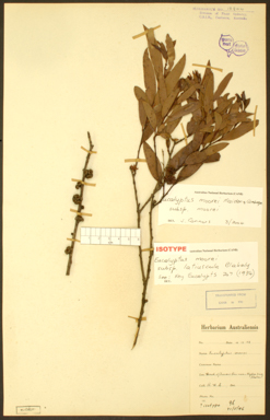 APII jpeg image of Eucalyptus moorei subsp. moorei  © contact APII