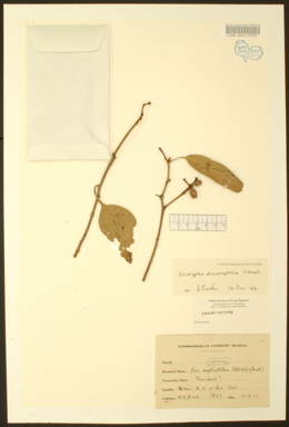 APII jpeg image of Corymbia dichromophloia  © contact APII