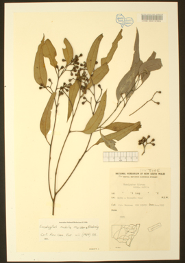 APII jpeg image of Eucalyptus fibrosa subsp. nubilis  © contact APII