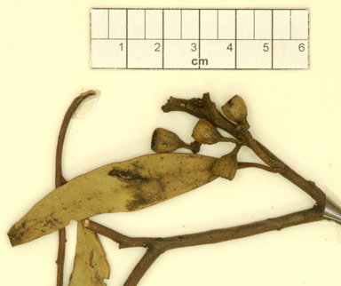 APII jpeg image of Eucalyptus albopurpurea  © contact APII