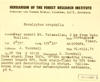 APII jpeg image of Eucalyptus orophila  © contact APII