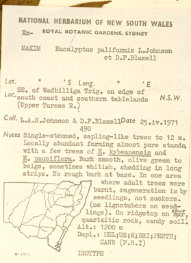 APII jpeg image of Eucalyptus paliformis  © contact APII