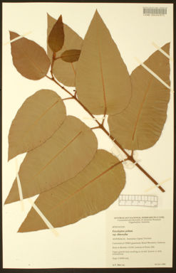 APII jpeg image of Eucalyptus peltata subsp. dimorpha  © contact APII
