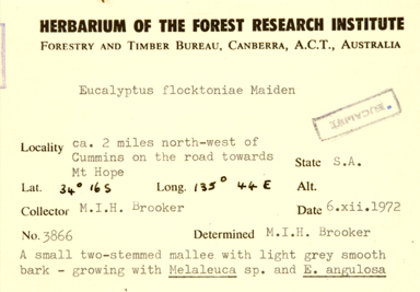 APII jpeg image of Eucalyptus peninsularis  © contact APII