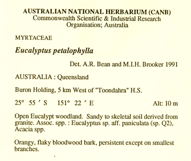 APII jpeg image of Corymbia petalophylla  © contact APII