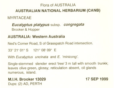 APII jpeg image of Eucalyptus platypus subsp. congregata  © contact APII