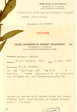 APII jpeg image of Eucalyptus pluricaulis subsp. pluricaulis  © contact APII