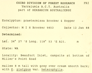 APII jpeg image of Eucalyptus praetermissa  © contact APII