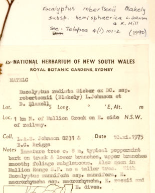 APII jpeg image of Eucalyptus radiata subsp. robertsonii  © contact APII