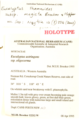 APII jpeg image of Eucalyptus thamnoides subsp. megista  © contact APII