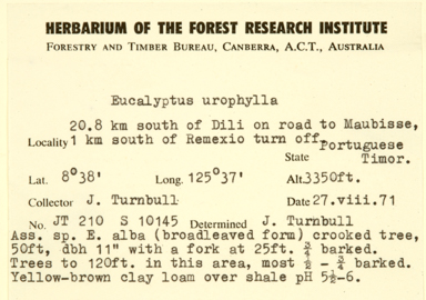 APII jpeg image of Eucalyptus urophylla  © contact APII