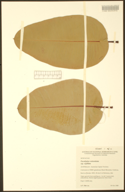 APII jpeg image of Eucalyptus watsoniana subsp. capillata  © contact APII