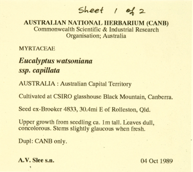 APII jpeg image of Eucalyptus watsoniana subsp. capillata  © contact APII