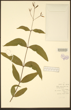 APII jpeg image of Eucalyptus willisii subsp. falciformis  © contact APII