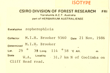 APII jpeg image of Eucalyptus zopherophloia  © contact APII