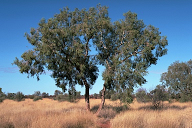 APII jpeg image of Corymbia lenziana  © contact APII