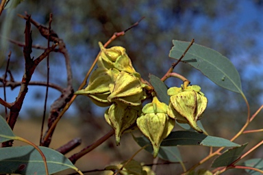 APII jpeg image of Eucalyptus pachyphylla  © contact APII