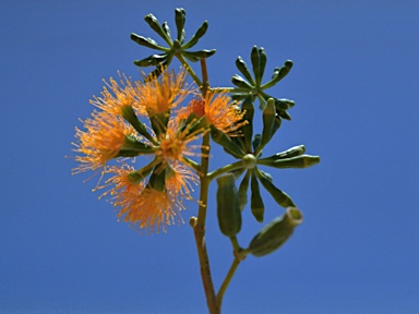 APII jpeg image of Eucalyptus phoenicea  © contact APII