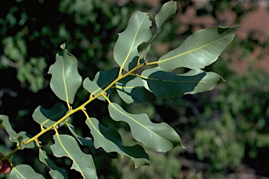 APII jpeg image of Corymbia flavescens  © contact APII