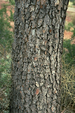 APII jpeg image of Corymbia terminalis   ?  © contact APII