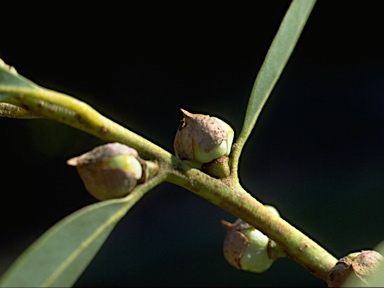 APII jpeg image of Eucalyptus deuaensis  © contact APII