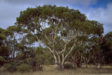 APII jpeg image of Eucalyptus fasciculosa  © contact APII