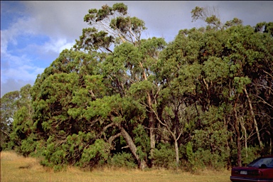 APII jpeg image of Eucalyptus splendens subsp. splendens  © contact APII