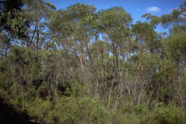 APII jpeg image of Eucalyptus stricta  © contact APII