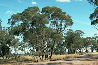 APII jpeg image of Eucalyptus viridis  © contact APII